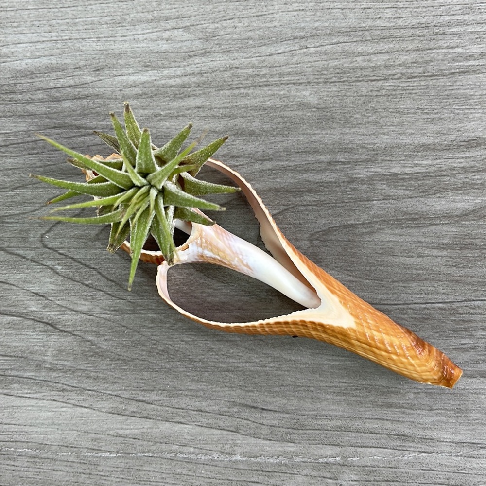 🔆AIR PLANT BUDDY🔆 WITH REAL SEA SHELL HAND MADE AND UNIQUE - Picture 7 of 9